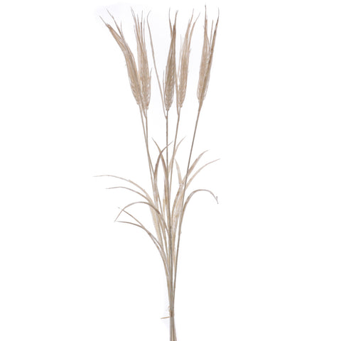 Branca Triticum (Blat)