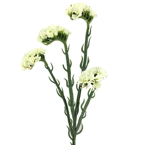 Rama Statis Blanca