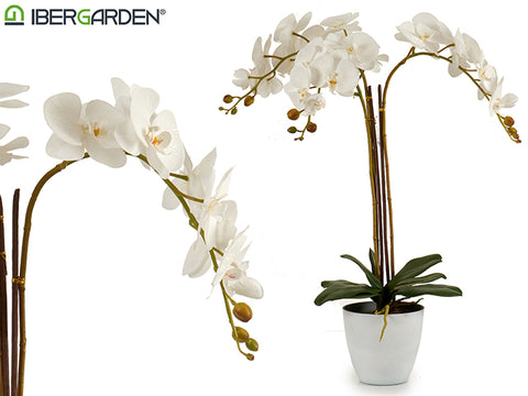 Orquidea Blanca Maceta Cónica Blanca jumbo