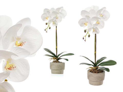Orquidea Maceta Cemento Blanca 1 Vara