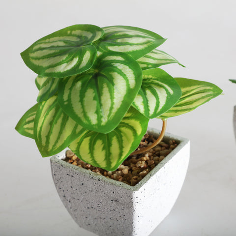Planta Decorativa Blanca 12x12x14cm