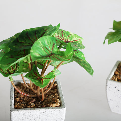 Planta Decorativa Blanca 12x12x14cm