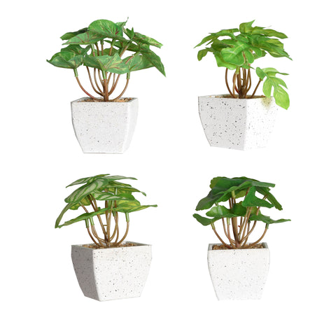 Planta Decorativa Blanca 12x12x14cm