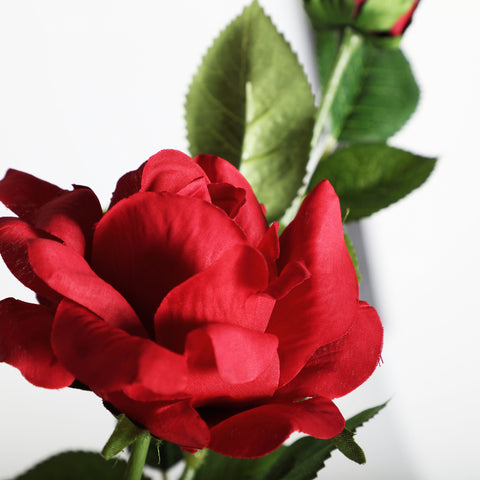Planta Rosa