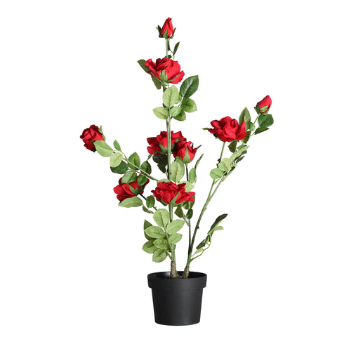 Planta Rosa
