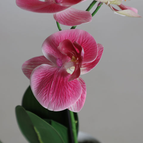 Planta Orquídea Rosa 30x13x45cm