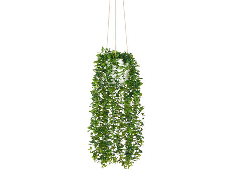 Maceta de Plástico Regadera para colgar Verde con Soga Ibergarden