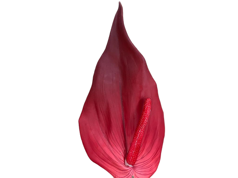 Rama Roja Antihurium 69cm