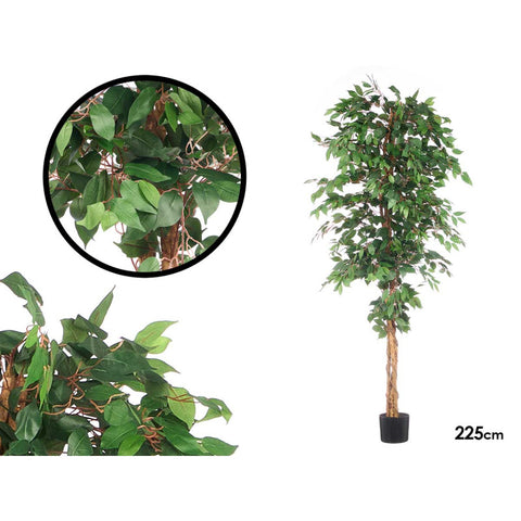 Maceta Ficus 225cm