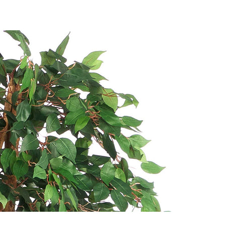 Maceta Ficus 225cm