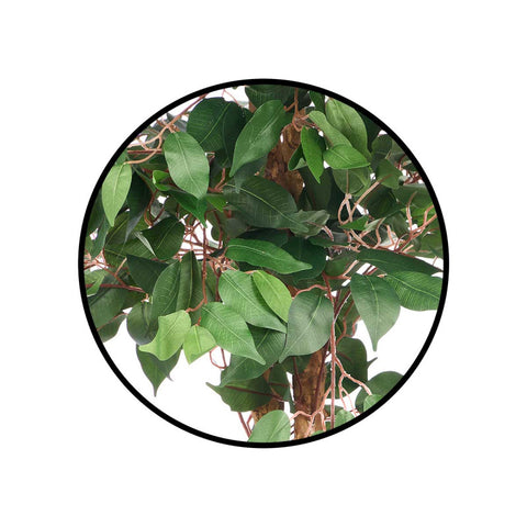Maceta Ficus 225cm