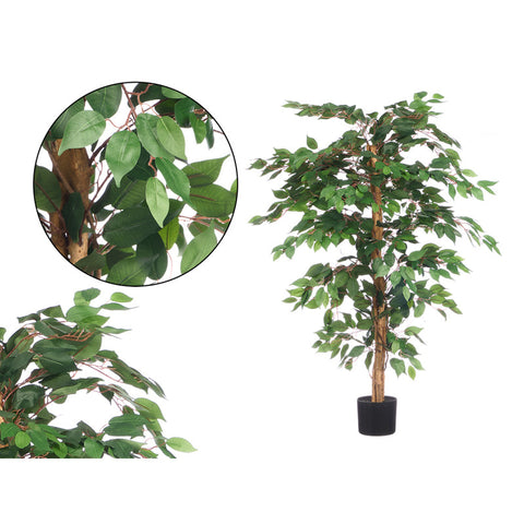 Maceta Ficus Mediana