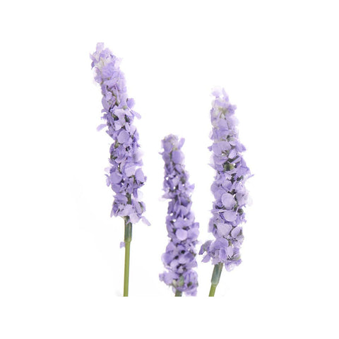 Ramillete Saco Lavanda surtido